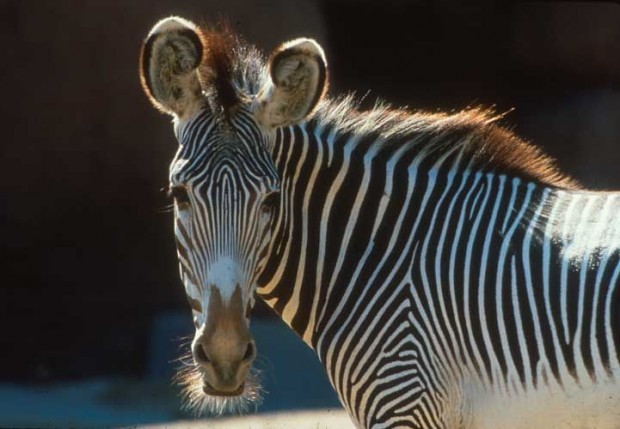 Zoo